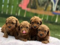 Ruhsatlı Poodle Evinden Oyuncak Boy Poodle Bebekler