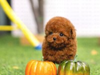 KOREDEN GELEN POODLE BEBEĞİMİZ ISTANBULDAYİZ