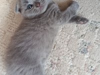 2 aylık erkek kedimiz ücretli sahiplendirilecektir