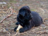 Golden Retriever - Labrador Retriever Mix Bebekler