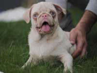 Egzotik renk pink pug yavrular