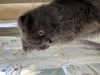Scottish Fold Oğlumuza Dişi Eş Arıyoruz