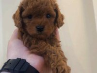 Toy Poodle Yavru Köpekler