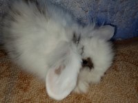 Hollanda teddy lop tavşan yavrular