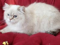 Maine coon iki yaşında