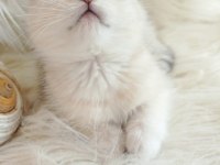 British shorthair silver sahiplendirme