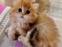 Saf Kan Golden British Longhair (WCF)