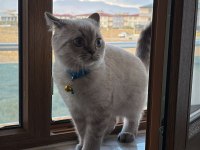 1 yaşında erkek british shorthair