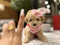 maltipoo bebeğim sila