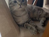 Canım British shorthair Oğlum Pabloya kalıcı yuva arıyoruz