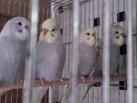 Erkek Muhabbet Kuşu Yavrular Ele Alıştırmalık