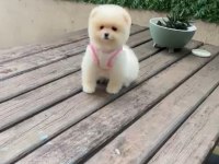 Safkan Pomeranian Boo Yavru 2.5 Aylık