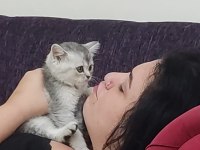 3 AYLIK UYSAL OYUNCU KEDI