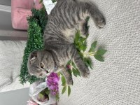 Scottish Fold Kedimiz