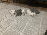 A kalite british shorthair yavrular sahiplendirilecektir