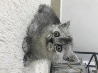 Yavru masum british shorthair