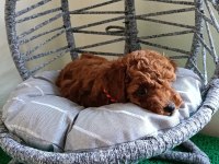 Toy poodle yavrularımız