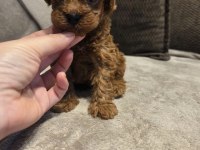 Mini toy poodle