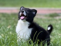 A kalite yavru köpekler