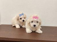 Teacup Maltipoo Bebekler