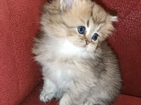 British longhair golden ny25 dişi yavrular