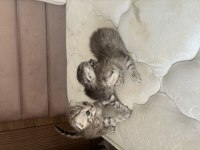 Scottish fold mearbel cins