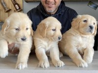 Bebek yüzlü golden retriever bebekler