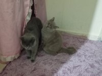 Kedilerimizi çiftleştirmek