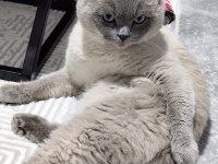 Blue Point Scottish Fold