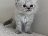 British shorthair 1.5 aylık dişi