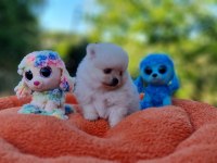 Tedyface Pomeranian Yavrularımız
