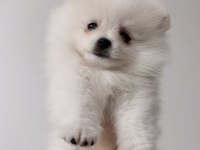 Dişi Pomeranian Boo 2 Aylık