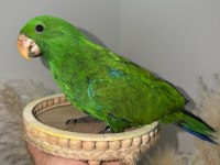 ECLECTUS PAPAĞANI YAVRU