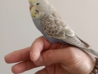 Dişi Şov Muhabbet Kuşu Yavrum