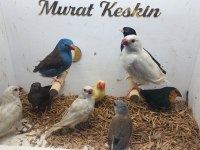 Her türden salmaya alışık finch