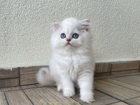 Tatlı pamuk şeker british oğlumuz