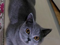 Ücretsiz british shorthair 3 yaş