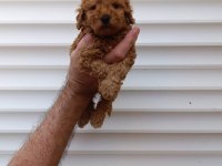 Tea cup poodle