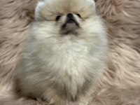 Ukrayna Girişli Orjinal Pomeranian Boo