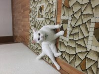 Dokuz aylık oğlumuza Yeni sahipleri aranıyor kedim