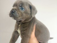 Mastiff dev bebekler