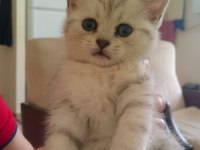 3 erkek ve 1 dişi british shorthair