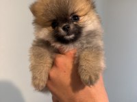 POMERANIAN BOO AYI SURAT