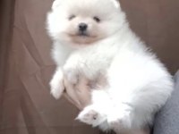 Pomeranian Boo Köpeğimiz
