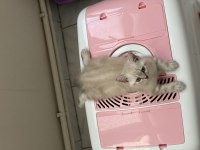 Mama ve bakım (uyguna) british shorthair