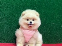 Sahibinden Pomeranian Yavruları