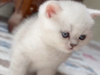 Kendi british shorthair yavrum anne ve baba ile birlikte