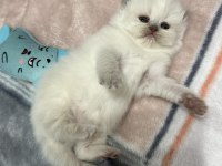 Safkan ırk sağlık garantili british longhair kediler