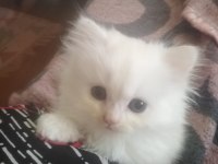 Yavru british longhair