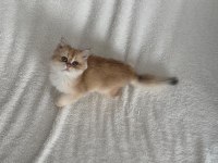 Saf kan british shorthair golden kızımız teslime hazır